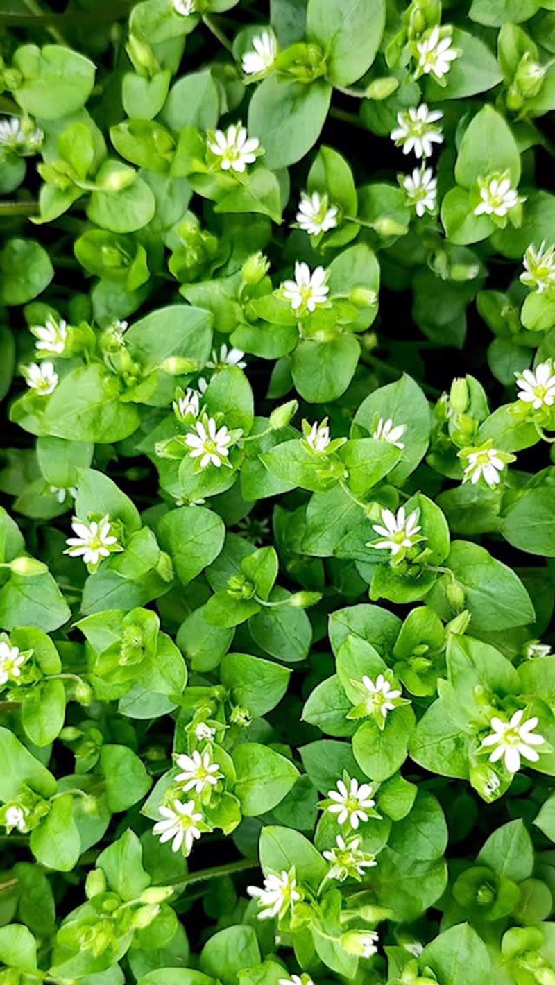 Common Chickweed