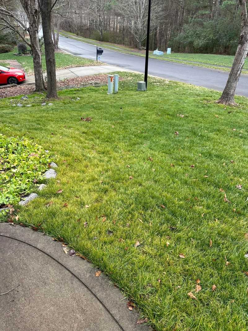 Common Fall Care Mistakes With Fading Zoysia Common Fall Care Mistakes With Fading Zoysia
