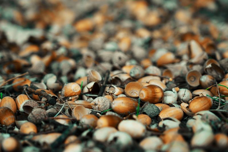 Common Homeowner Mistakes During A Big Acorn Drop Common Homeowner Mistakes During A Big Acorn Drop