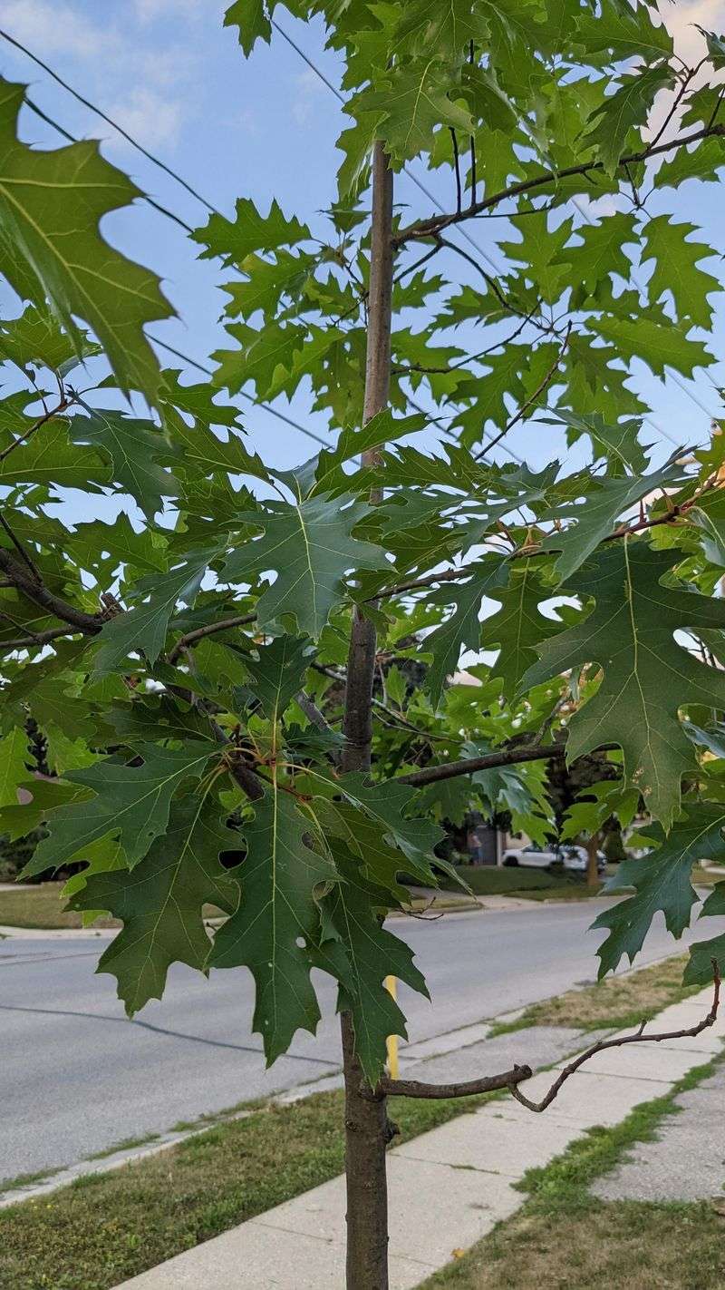 Common Late Season Care Mistakes Common Late Season Care Mistakes