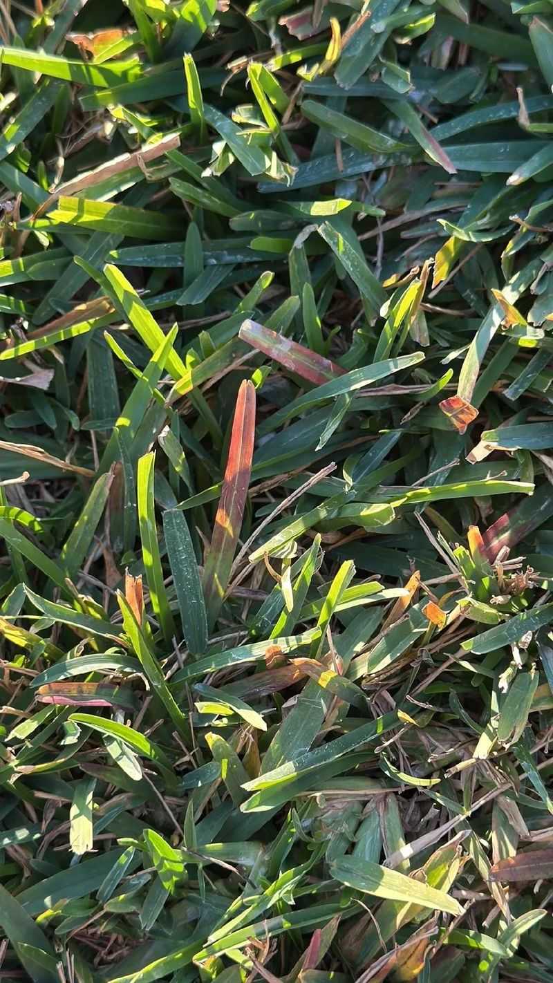 Common Lawn Mistakes That Deepen The Purple Cast Common Lawn Mistakes That Deepen The Purple Cast