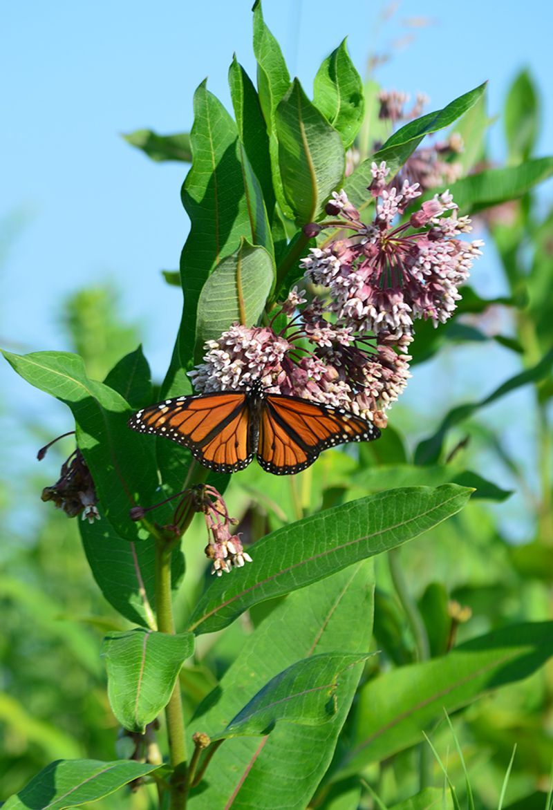 Common Milkweed (Asclepias syriaca) Common Milkweed (Asclepias syriaca)