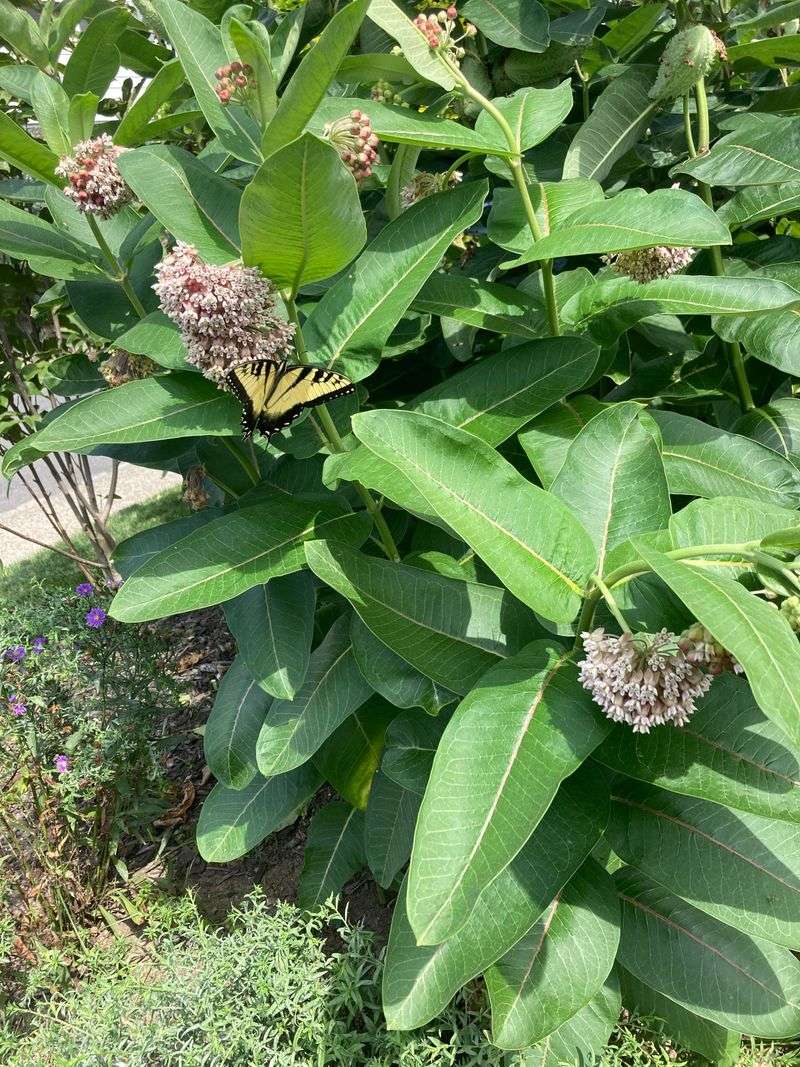 Common Milkweed Behind The September Fluff