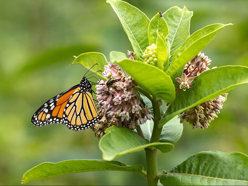 Common Milkweed Seeds For Monarch Butterflies Common Milkweed Seeds For Monarch Butterflies