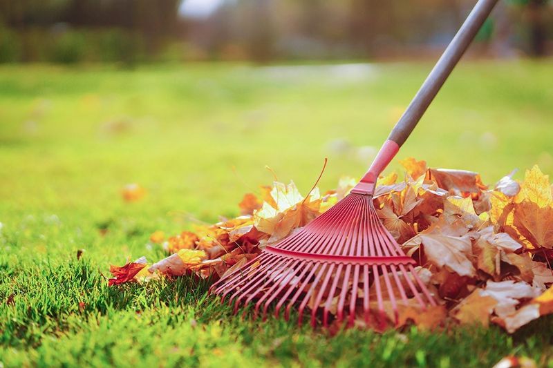 Common Missteps During Fall Leaf Raking Common Missteps During Fall Leaf Raking