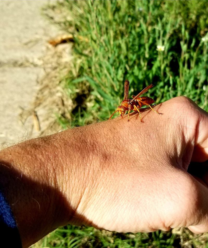 Common Missteps That Turn A Buzz Into A Sting Common Missteps That Turn A Buzz Into A Sting