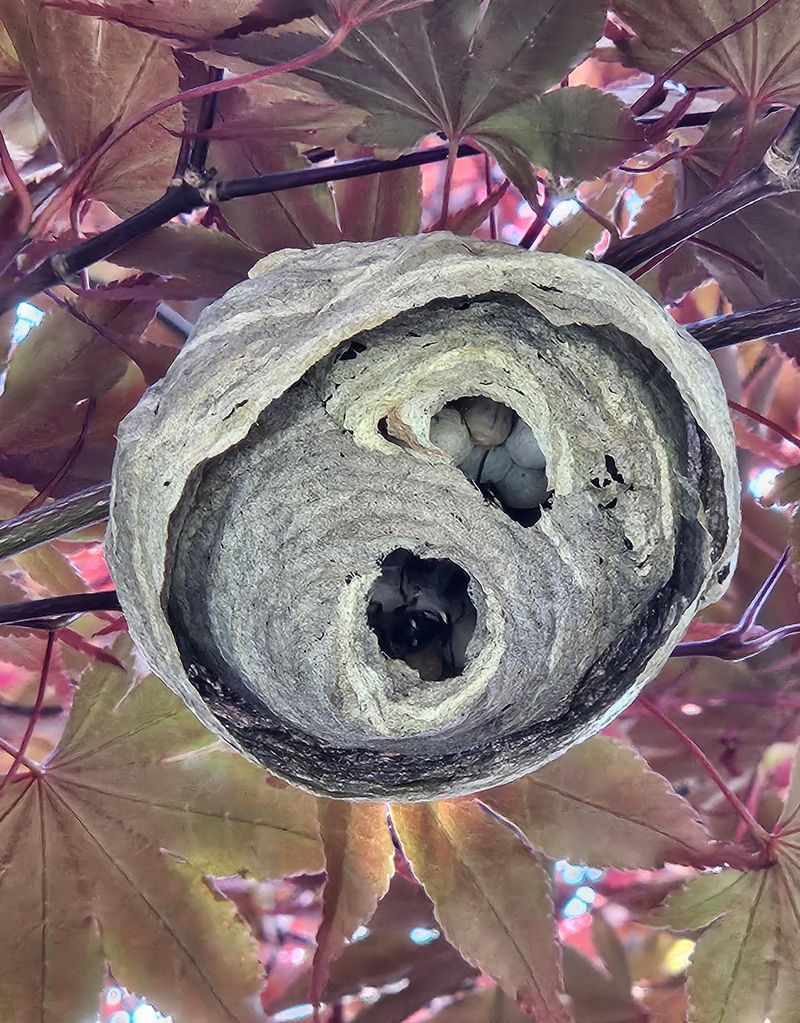 Common Missteps With A Newly Spotted Nest