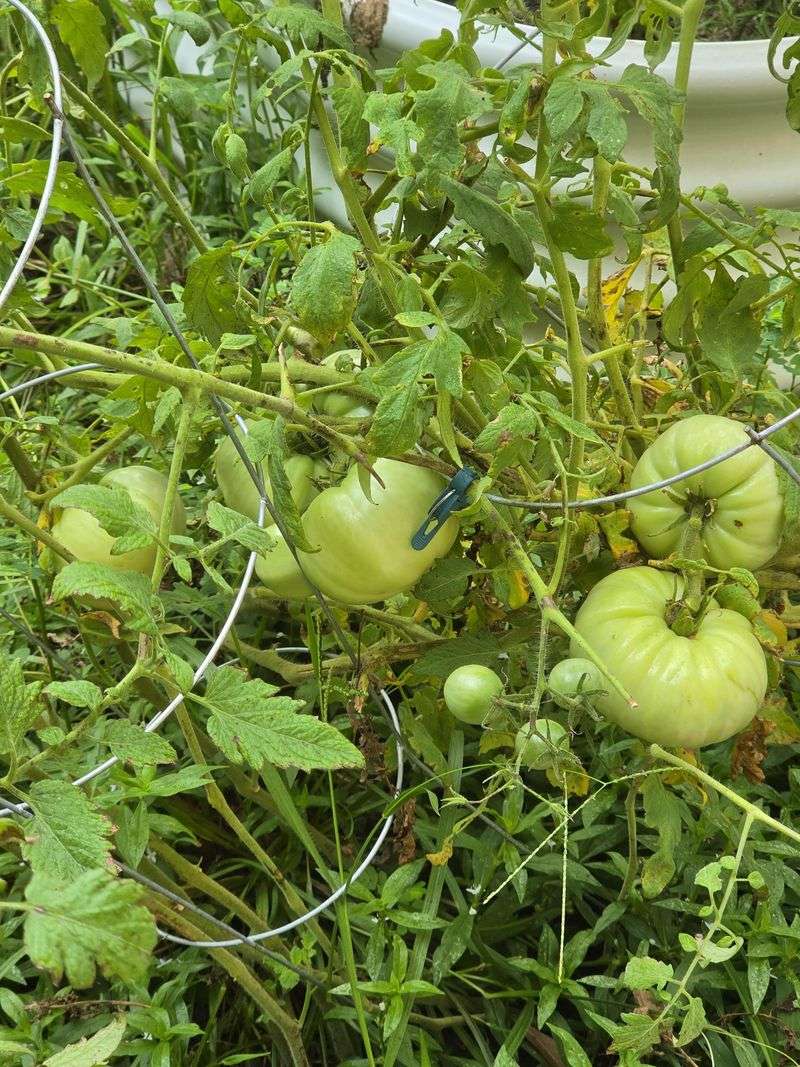 Common Missteps With Water And Late Fertilizer