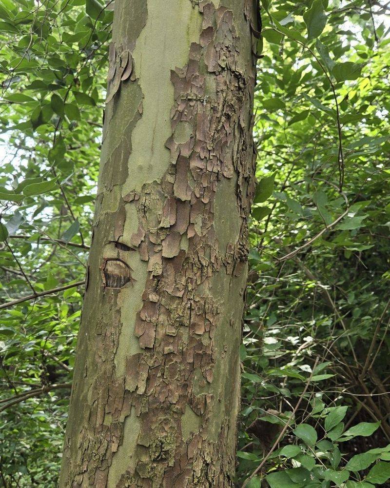 Common Mistakes Homeowners Make With Loose Bark Common Mistakes Homeowners Make With Loose Bark