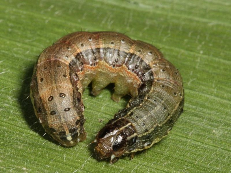 Common Mistakes That Let An Outbreak Spread