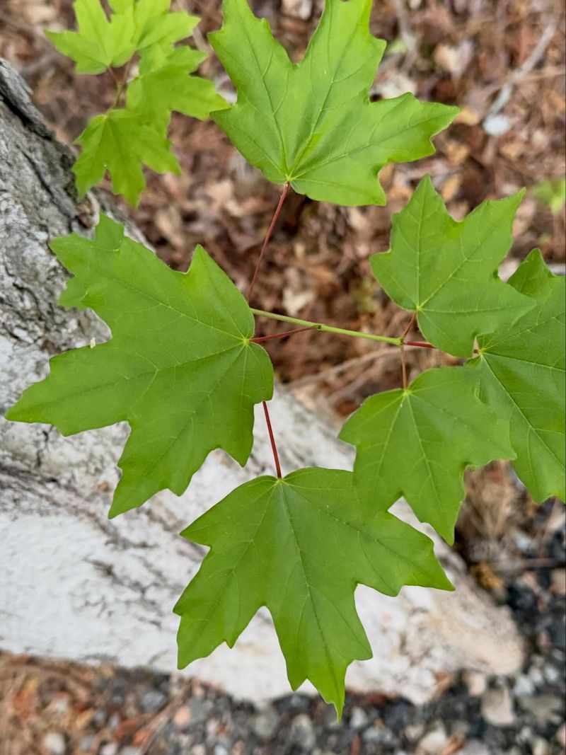 Common Mistakes That Waste A Good Maple Common Mistakes That Waste A Good Maple