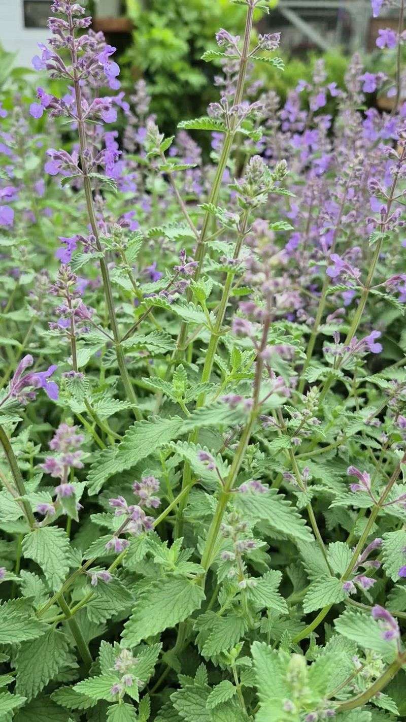 Common Mistakes That Weaken A Catmint Border Common Mistakes That Weaken A Catmint Border