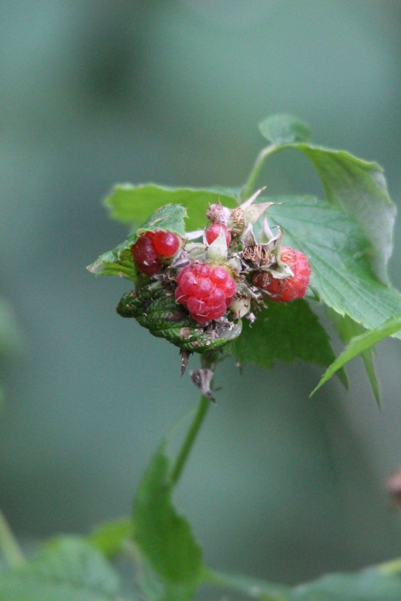 Common Mistakes To Avoid With Beautyberry