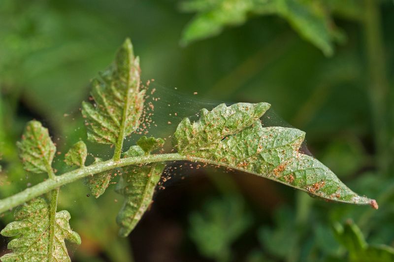 Common Mistakes With Broad Spectrum Sprays