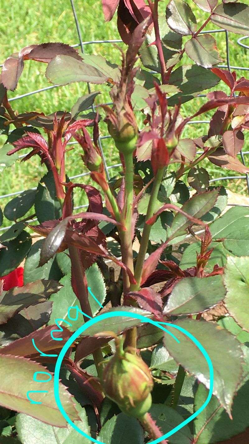 Common Mistakes With Suspicious Canes