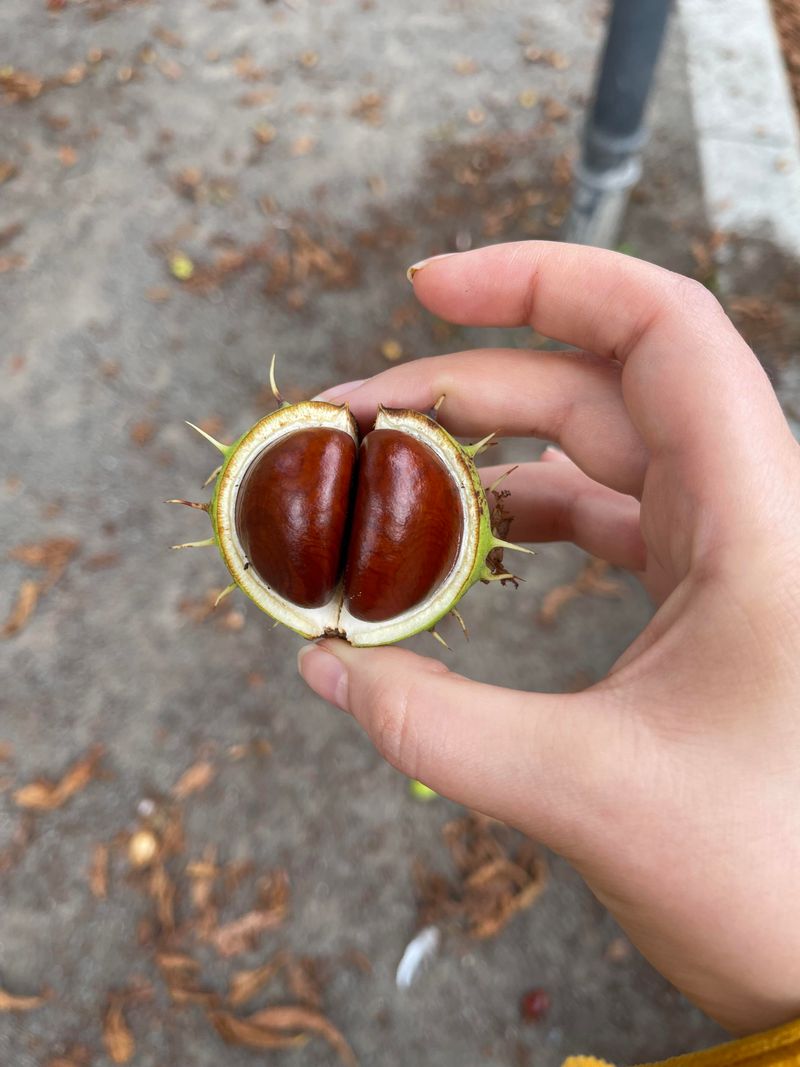 Common Mix-Ups With Acorns And Chestnuts Common Mix-Ups With Acorns And Chestnuts