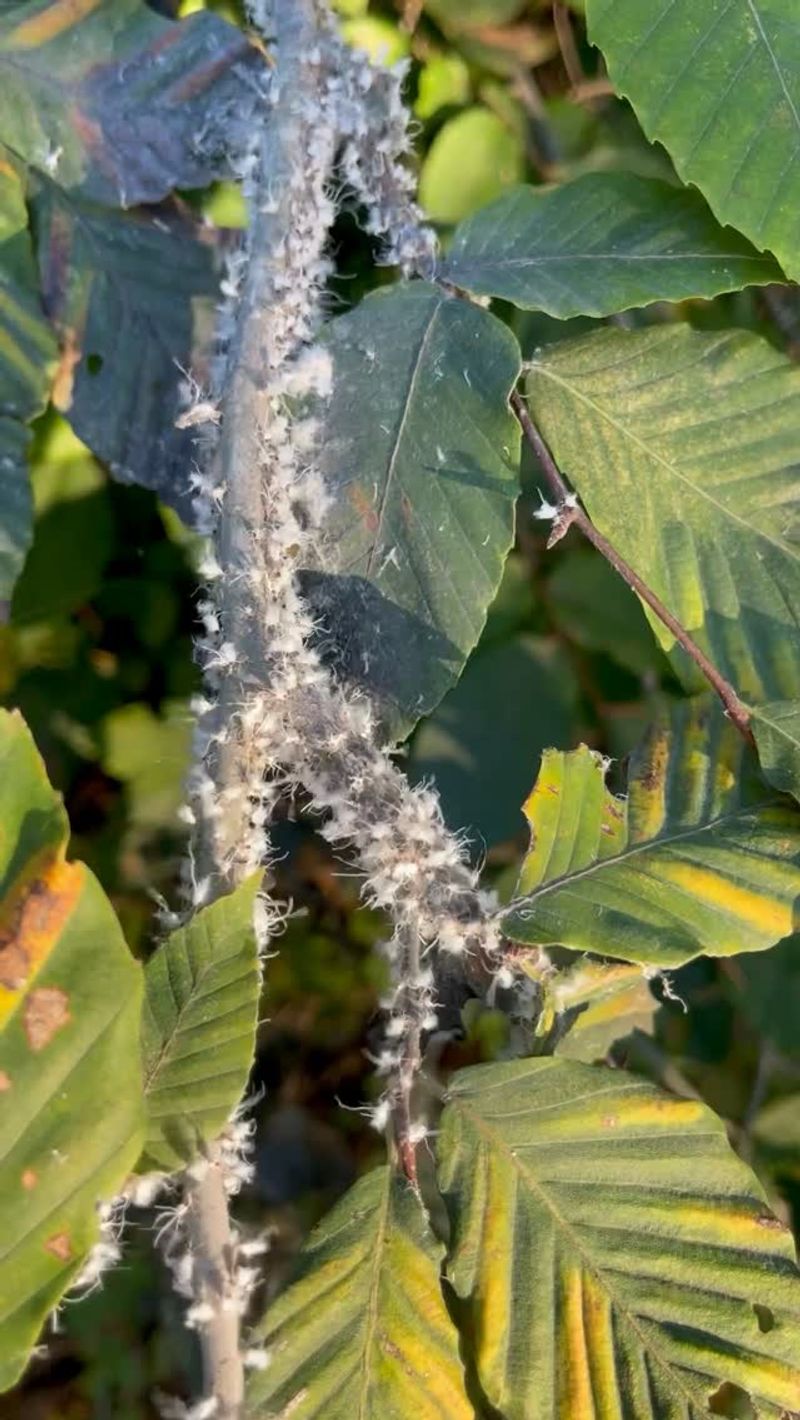Common Mix-Ups With Beech Scale And Powdery Mildew