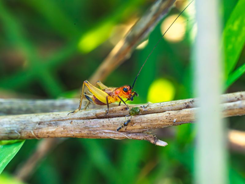 Common Mix-Ups With Cicadas And Crickets Common Mix-Ups With Cicadas And Crickets