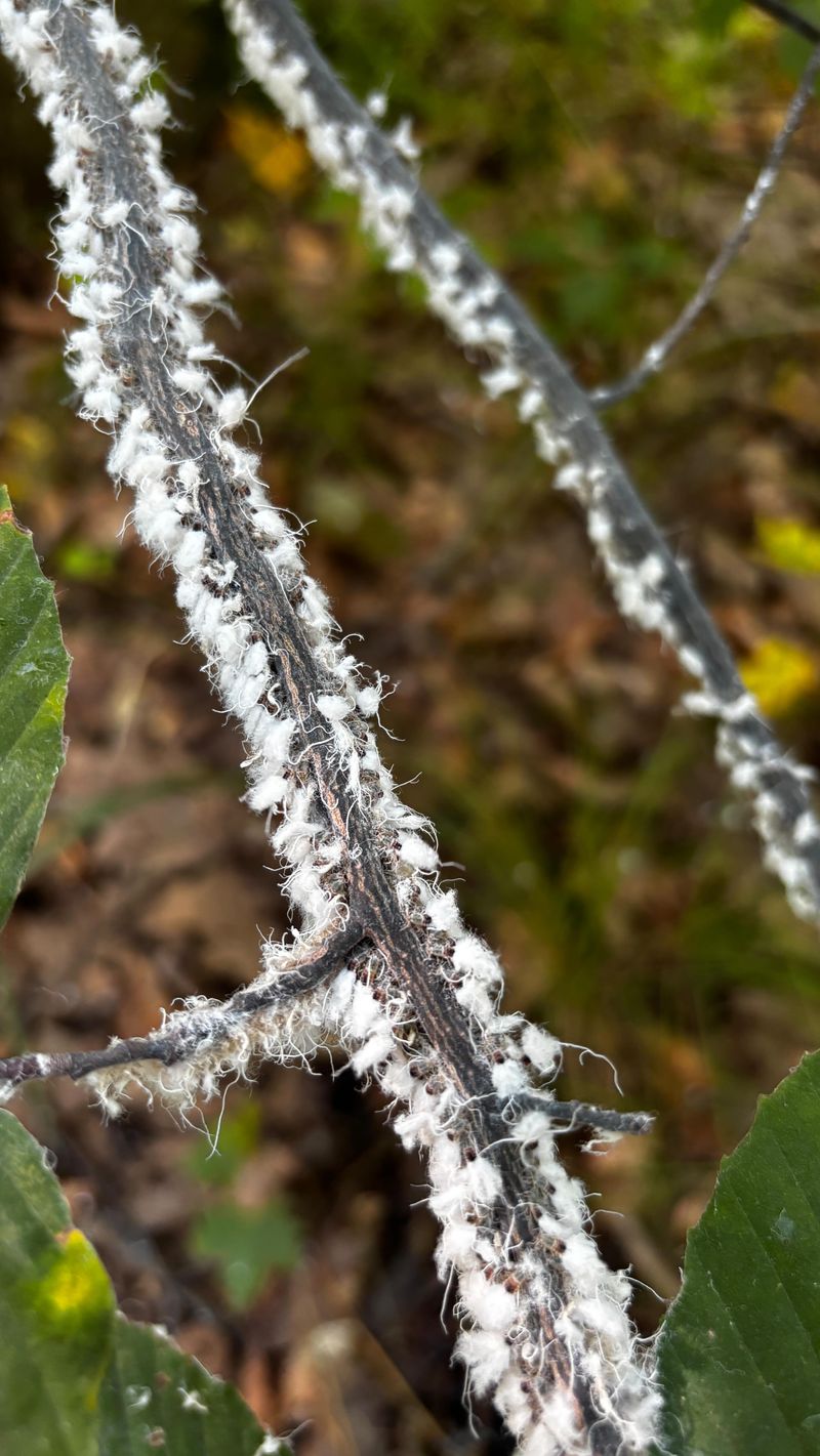 Common Mix-Ups With Cotton Fluff And Mealybugs Common Mix-Ups With Cotton Fluff And Mealybugs