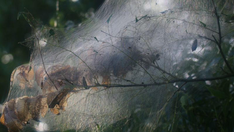 Common Mix-Ups With Eastern Tent Caterpillar And Spongy Moth Common Mix-Ups With Eastern Tent Caterpillar And Spongy Moth