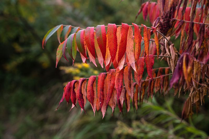 Common Mix-Ups With Sassafras, Sumac, And Dogwood