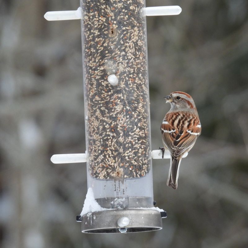 Common Mixups With Bird Feeders And Bug Zappers