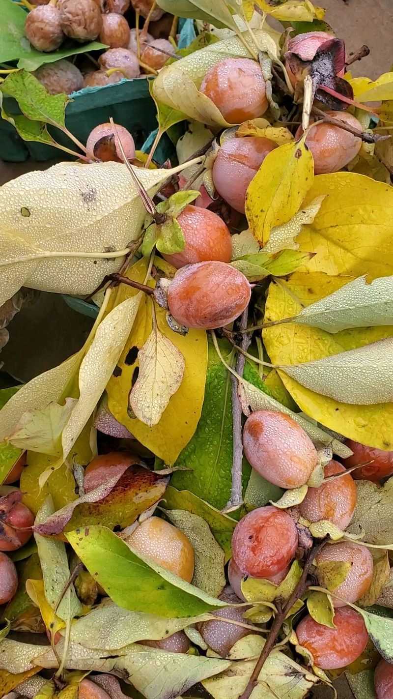 Common Persimmon Picking Mistakes To Avoid Common Persimmon Picking Mistakes To Avoid