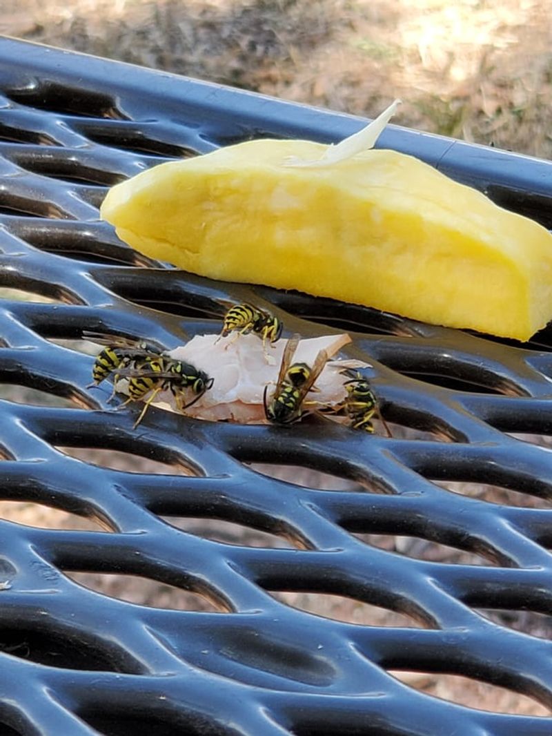 Common Picnic Habits That Make Things Worse Common Picnic Habits That Make Things Worse