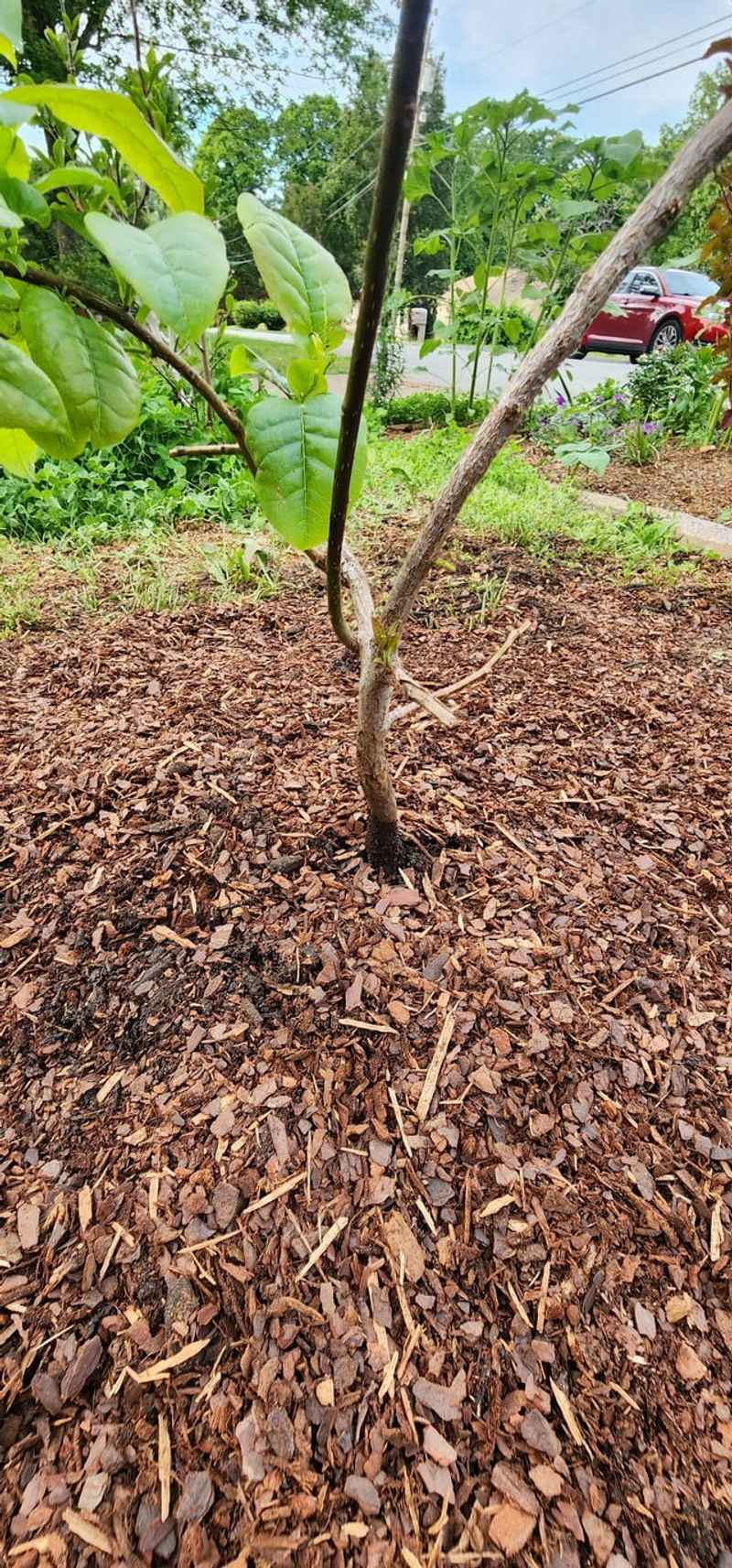 Common Planting Mistakes In Piedmont Yards