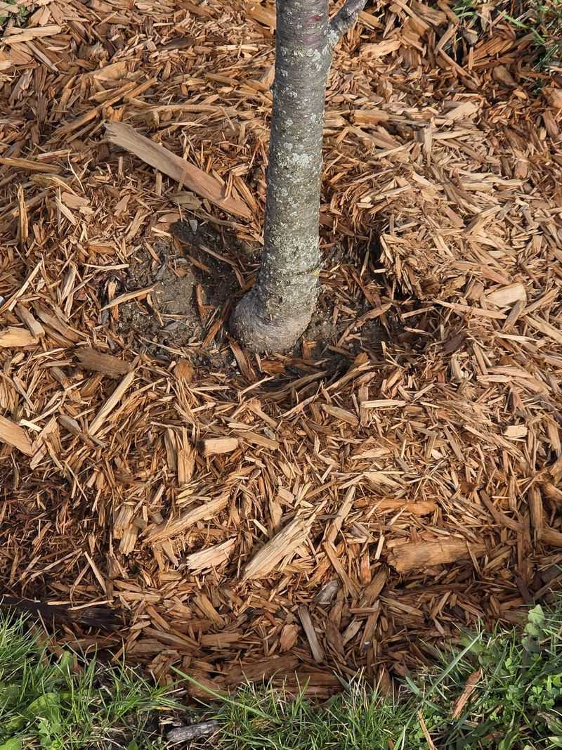 Common September Mistakes That Make Leaf Drop Worse
