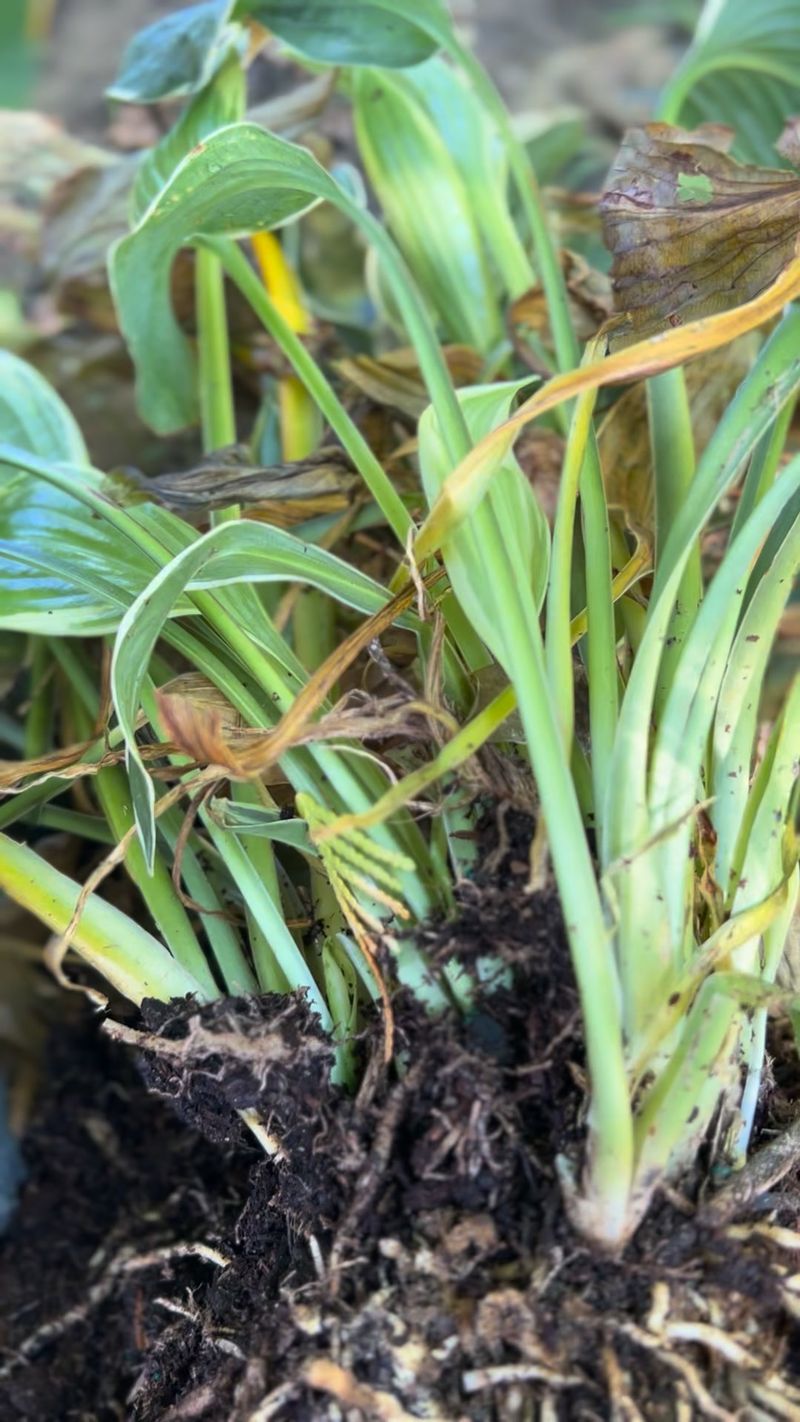 Common Slipups That Stress New Divisions