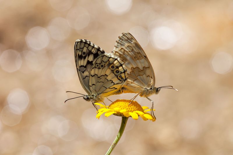 Common Sneezeweed Offers Golden Daisies For Late Butterflies