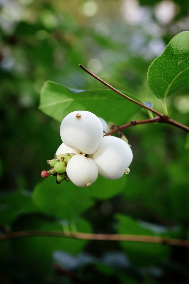 Common Snowberry For Bright White Globes Common Snowberry For Bright White Globes