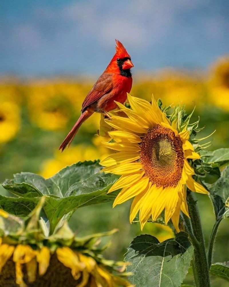 Common Sunflower Common Sunflower