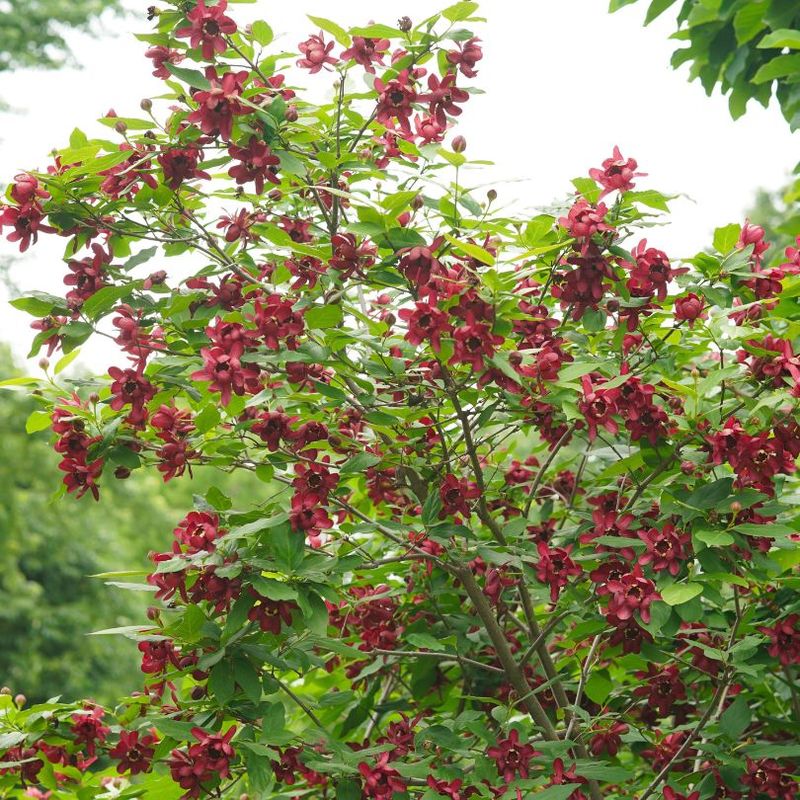 Common Sweetshrub Can Establish Before Next Summer's Heat