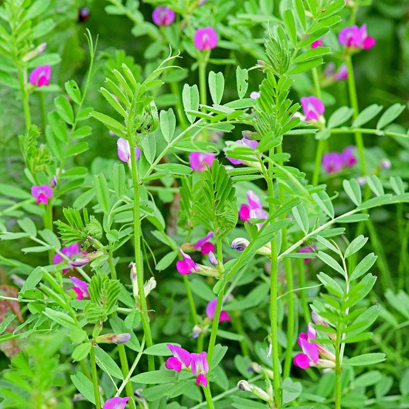 Common Vetch Covers Bare Winter Soil