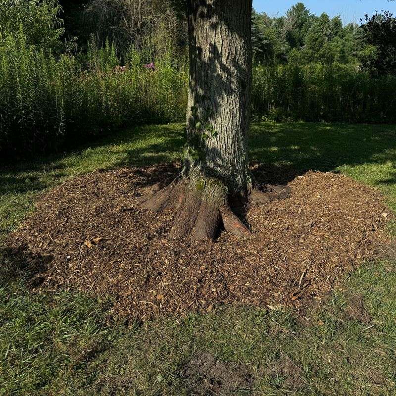 Common Watering Mistakes That Stress Missouri Trees Common Watering Mistakes That Stress Missouri Trees