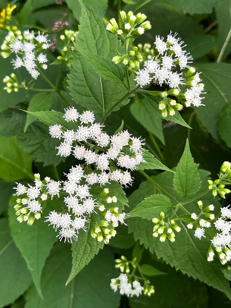 Common White Snakeroot Handles Division Well In Fall