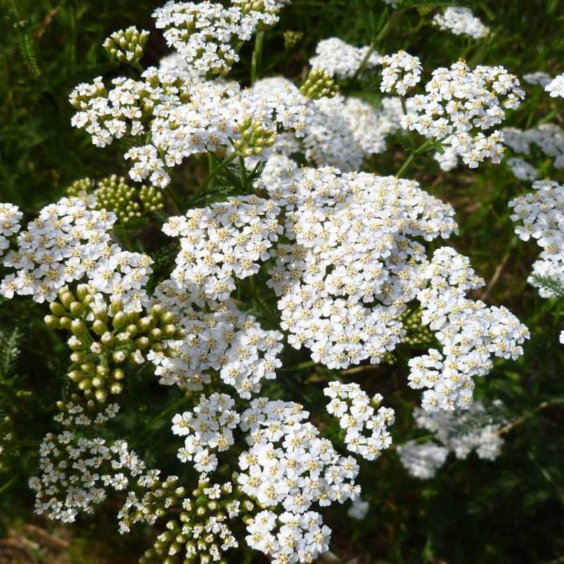 Common Yarrow, Tough Little Lace Maker