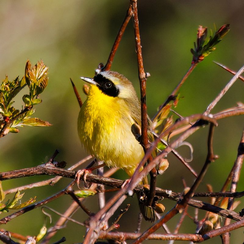 Common Yellowthroats Hide Near Dense Garden Edges Common Yellowthroats Hide Near Dense Garden Edges