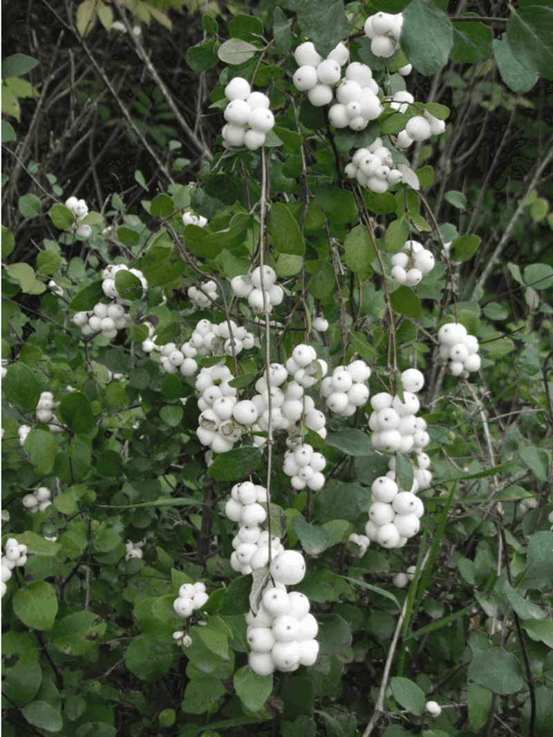 Common snowberry can keep berries available well into winter