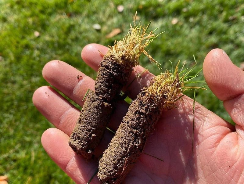 Compacted Soil Breathes Again With Core Aeration