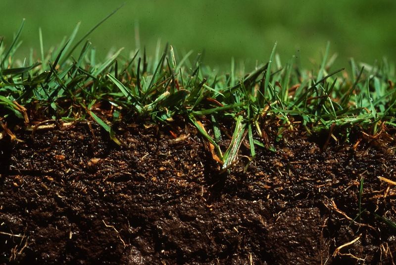 Compacted Soil Can Block New Grass Growth Compacted Soil Can Block New Grass Growth
