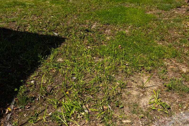 Compacted Soil Can Leave Green Grass Running On Shallow Roots