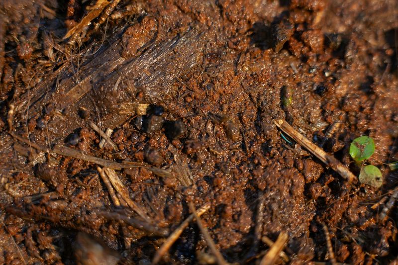 Compacted Soil Can Suffocate Roots Compacted Soil Can Suffocate Roots