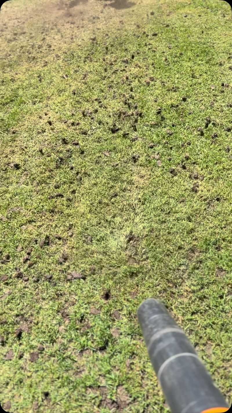 Compacted Soil Squeezing Out The Roots