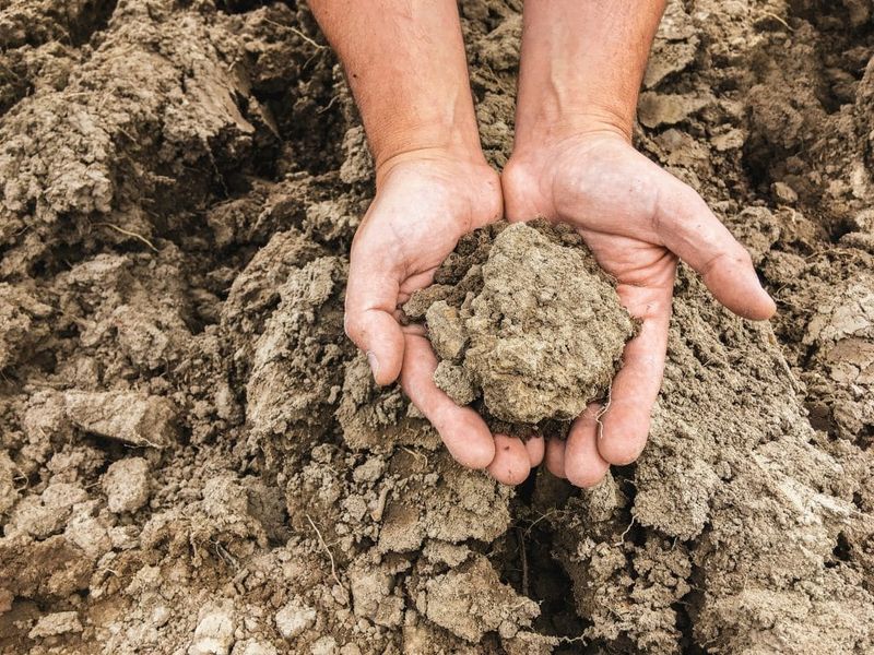 Compacted Soil Stops Roots From Growing Properly