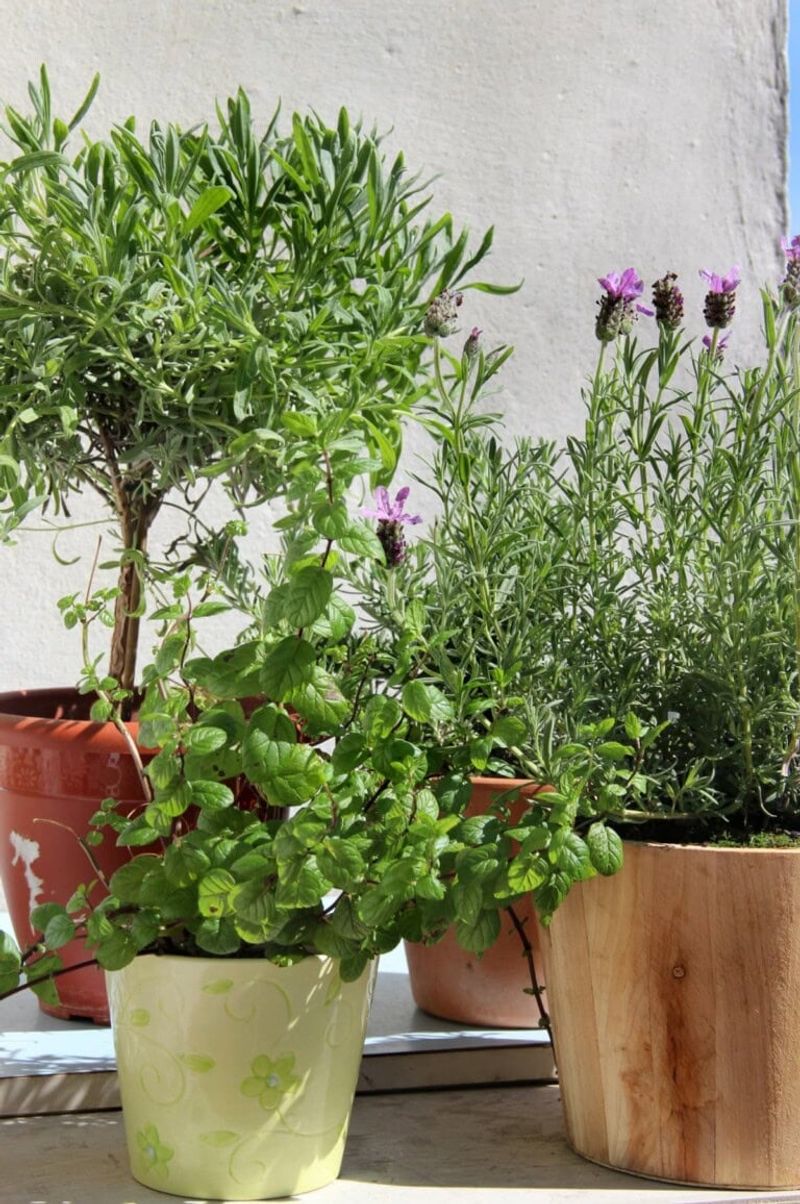 Companion Pest-Repelling Herbs