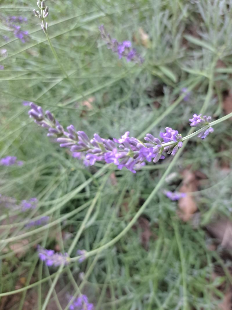 Companion Planting Choices Can Cause Or Prevent Legginess