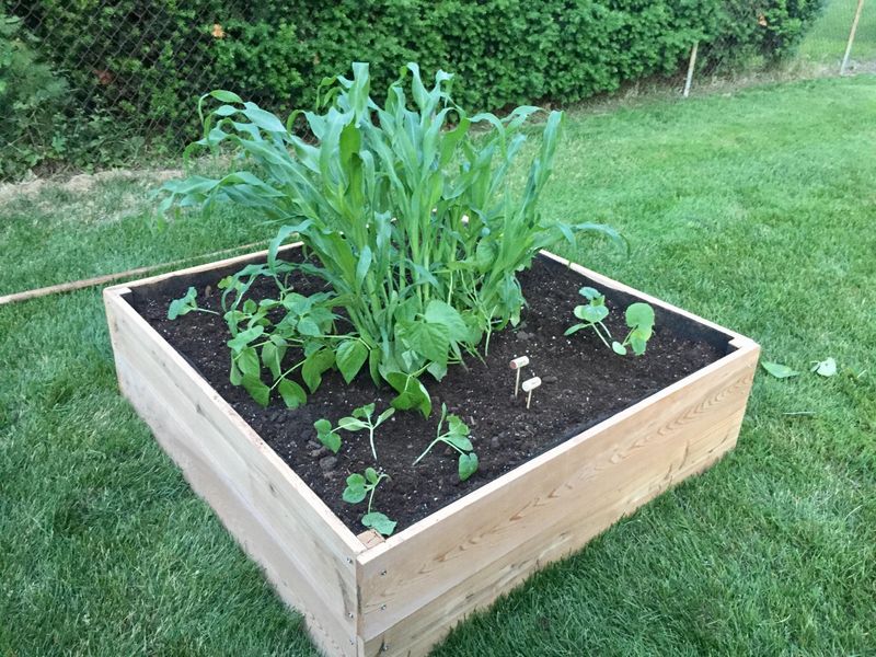 Companion Planting Creates Healthier Garden Beds